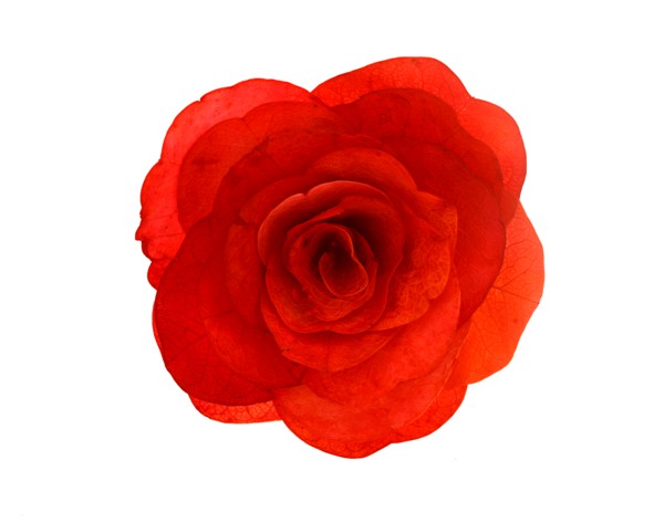 Flor folha esqueletizada colorida - Vermelho - 9 cm (un)